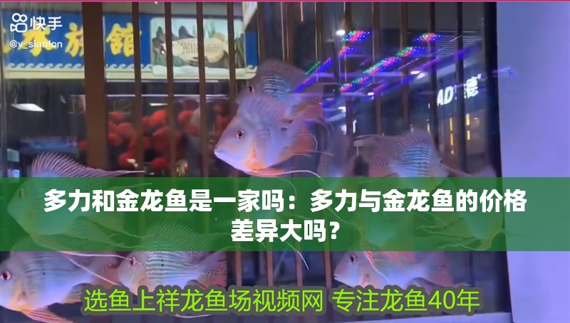 多力和金龍魚是一家嗎：多力與金龍魚的價格差異大嗎？