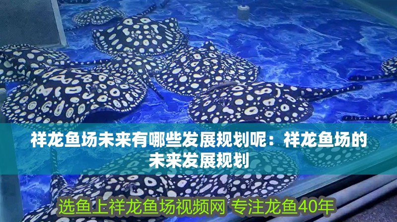 祥龍魚場未來有哪些發展規劃呢：祥龍魚場的未來發展規劃