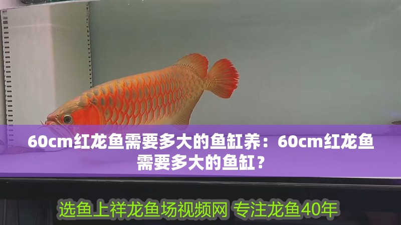 60cm紅龍魚需要多大的魚缸養：60cm紅龍魚需要多大的魚缸？