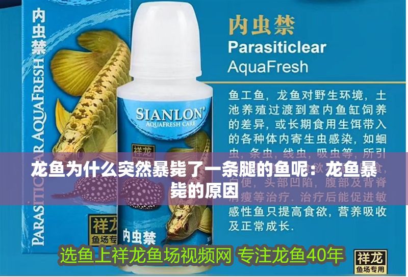 龍魚為什么突然暴斃了一條腿的魚呢：龍魚暴斃的原因 龍魚為什么突然暴斃了一條腿的魚呢：龍魚暴斃的原因 龍魚百科 第2張