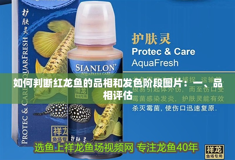 如何判斷紅龍魚的品相和發(fā)色階段圖片：一、品相評估