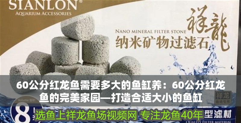 60公分紅龍魚需要多大的魚缸養：60公分紅龍魚的完美家園—打造合適大小的魚缸