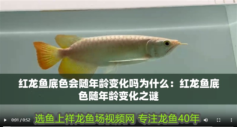 紅龍魚底色會隨年齡變化嗎為什么：紅龍魚底色隨年齡變化之謎