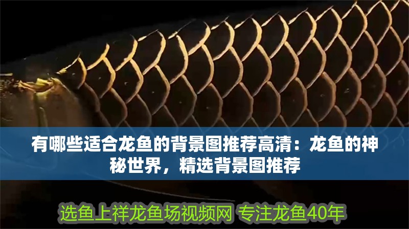 有哪些適合龍魚的背景圖推薦高清：龍魚的神秘世界，精選背景圖推薦