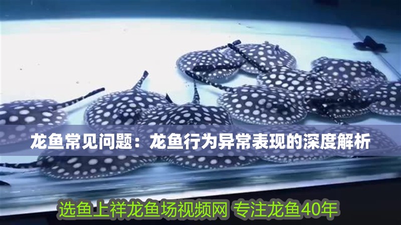 龍魚常見問題：龍魚行為異常表現的深度解析