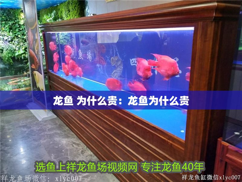 龍魚 為什么貴：龍魚為什么貴