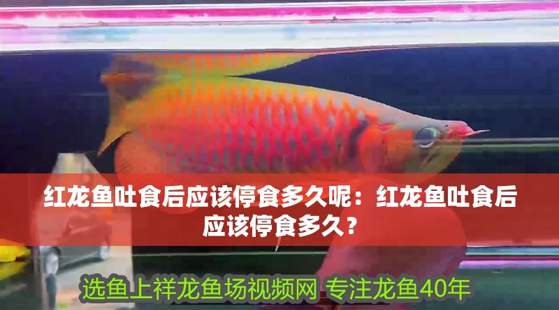 紅龍魚吐食后應該停食多久呢：紅龍魚吐食后應該停食多久？