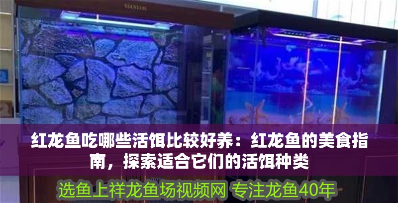 紅龍魚吃哪些活餌比較好養：紅龍魚的美食指南，探索適合它們的活餌種類