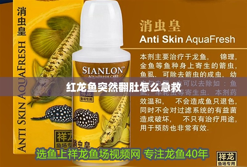 紅龍魚突然翻肚怎么急救