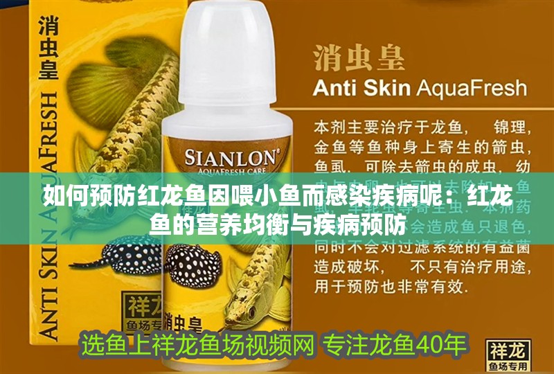 如何預防紅龍魚因喂小魚而感染疾病呢：紅龍魚的營養均衡與疾病預防