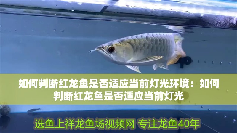 如何判斷紅龍魚是否適應當前燈光環境：如何判斷紅龍魚是否適應當前燈光