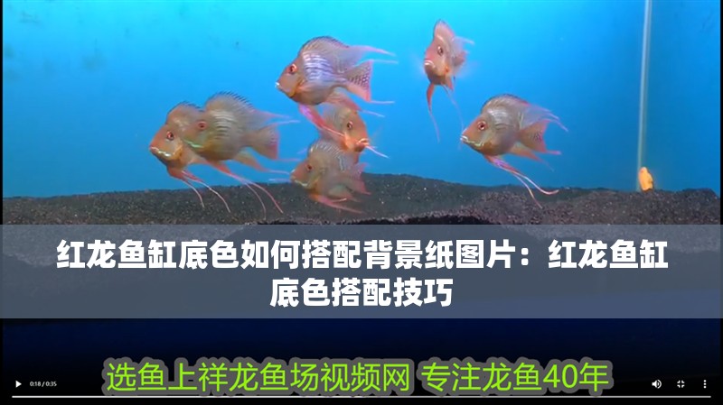 我的虎魚真菌感染了要怎么處理 紅龍魚缸底色如何搭配背景紙圖片:紅龍魚缸底色搭配技巧 水族問答 紅龍魚缸底色如何搭配背景紙圖片:紅龍魚缸底色搭配技巧 紅龍魚缸底色如何搭配背景紙圖片:紅龍魚缸底色搭配技巧 水族問答