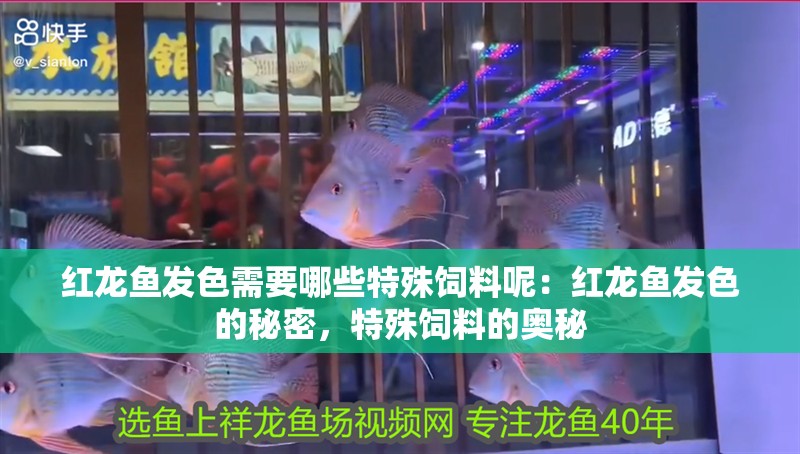 紅龍魚發色需要哪些特殊飼料呢：紅龍魚發色的秘密，特殊飼料的奧秘