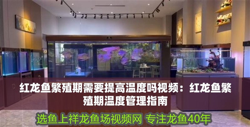 紅龍魚(yú)繁殖期需要提高溫度嗎視頻：紅龍魚(yú)繁殖期溫度管理指南
