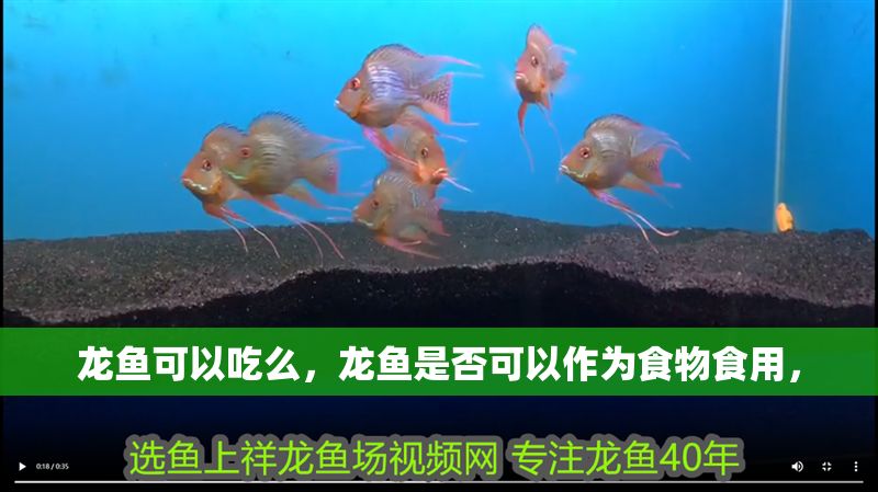 龍魚可以吃么，龍魚是否可以作為食物食用，