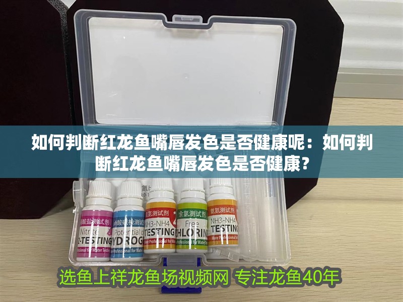 如何判斷紅龍魚嘴唇發色是否健康呢：如何判斷紅龍魚嘴唇發色是否健康？