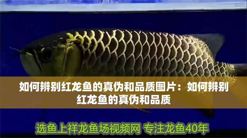 如何辨別紅龍魚的真偽和品質圖片：如何辨別紅龍魚的真偽和品質