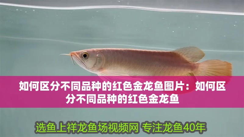 如何區分不同品種的紅色金龍魚圖片：如何區分不同品種的紅色金龍魚