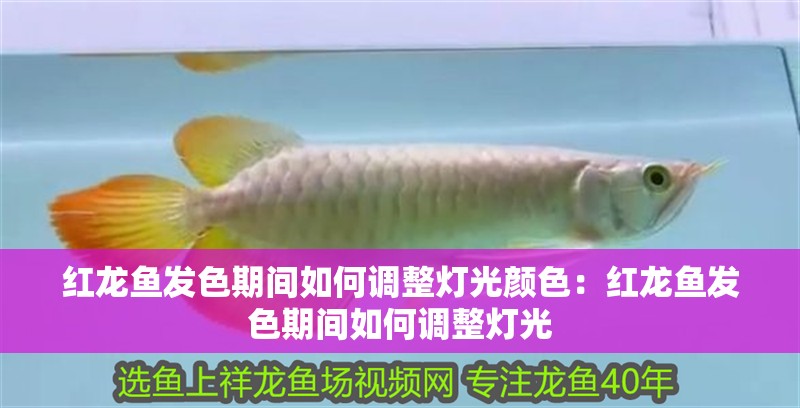 紅龍魚發色期間如何調整燈光顏色：紅龍魚發色期間如何調整燈光