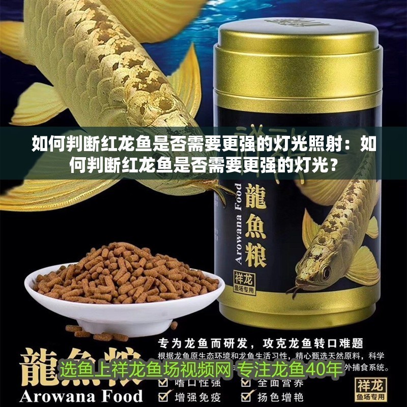 如何判斷紅龍魚是否需要更強的燈光照射：如何判斷紅龍魚是否需要更強的燈光？
