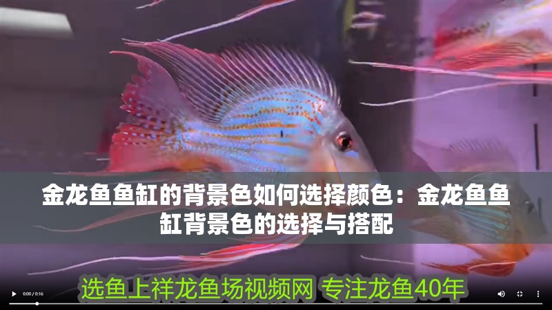 金龍魚魚缸的背景色如何選擇顏色：金龍魚魚缸背景色的選擇與搭配