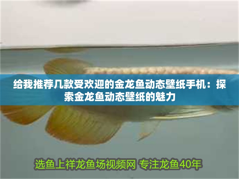 給我推薦幾款受歡迎的金龍魚動態壁紙手機：探索金龍魚動態壁紙的魅力