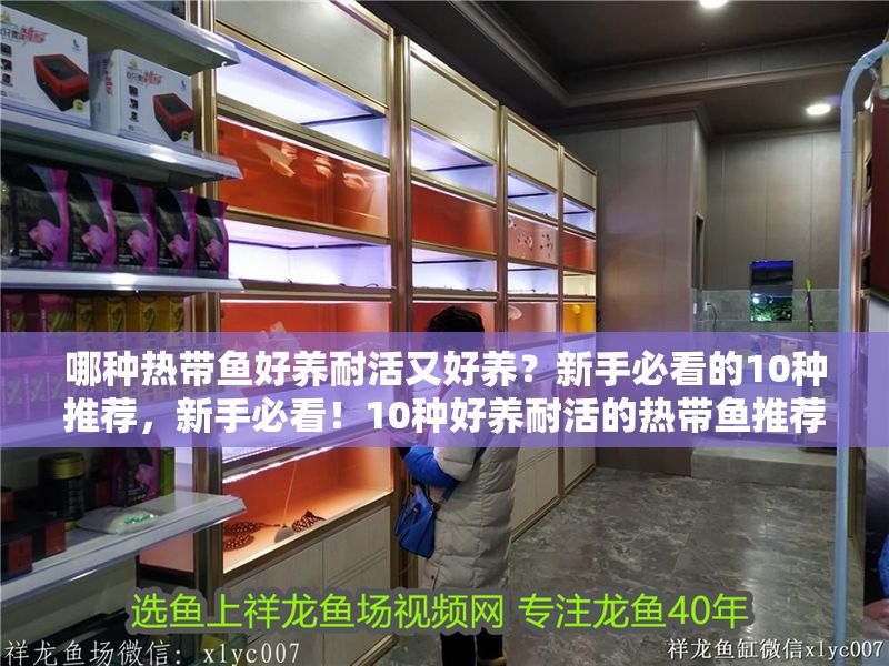 哪種熱帶魚好養耐活又好養？新手必看的10種推薦，新手必看！10種好養耐活的熱帶魚推薦