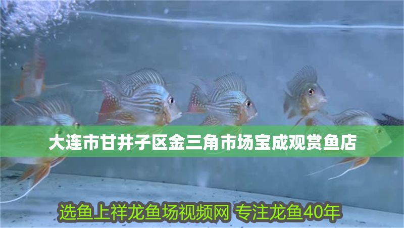 大連市甘井子區金三角市場寶成觀賞魚店