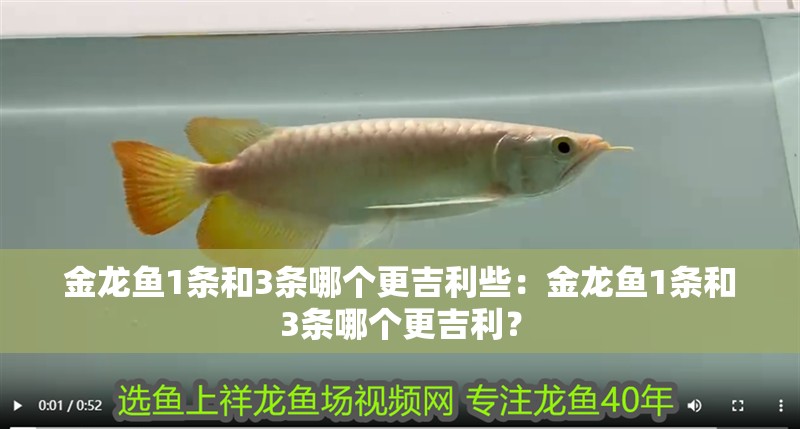 金龍魚1條和3條哪個更吉利些：金龍魚1條和3條哪個更吉利？