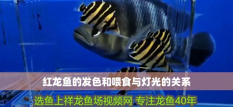紅龍魚的發(fā)色和喂食與燈光的關(guān)系