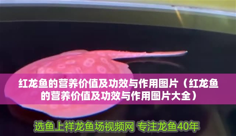 紅龍魚的營養(yǎng)價(jià)值及功效與作用圖片（紅龍魚的營養(yǎng)價(jià)值及功效與作用圖片大全）