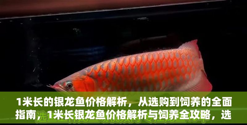 1米長的銀龍魚價格解析，從選購到飼養(yǎng)的全面指南，1米長銀龍魚價格解析與飼養(yǎng)全攻略，選購、成本及養(yǎng)護指南