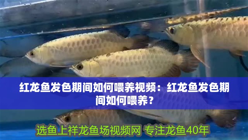 紅龍魚發色期間如何喂養視頻：紅龍魚發色期間如何喂養？