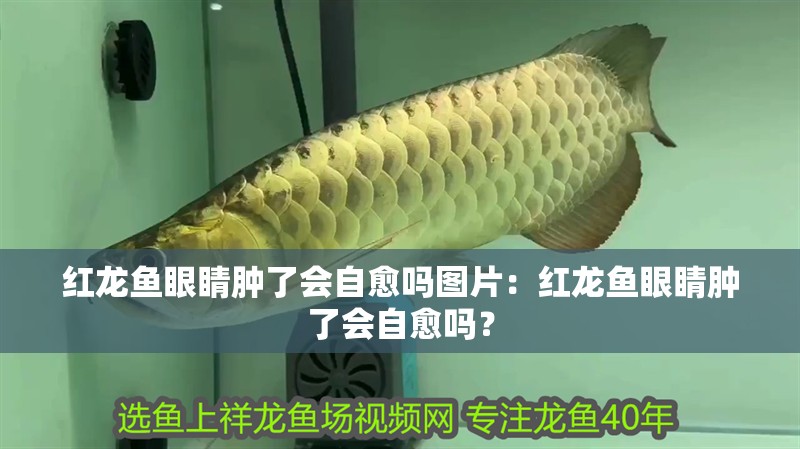 紅龍魚(yú)眼睛腫了會(huì)自愈嗎圖片：紅龍魚(yú)眼睛腫了會(huì)自愈嗎？