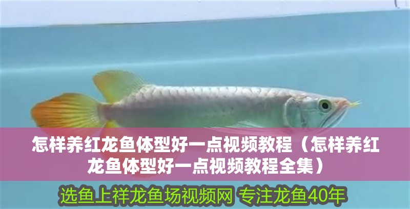 怎樣養紅龍魚體型好一點視頻教程（怎樣養紅龍魚體型好一點視頻教程全集）
