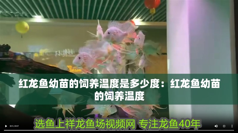 紅龍魚幼苗的飼養溫度是多少度：紅龍魚幼苗的飼養溫度