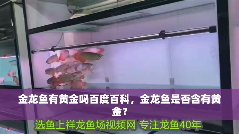 金龍魚有黃金嗎百度百科，金龍魚是否含有黃金？