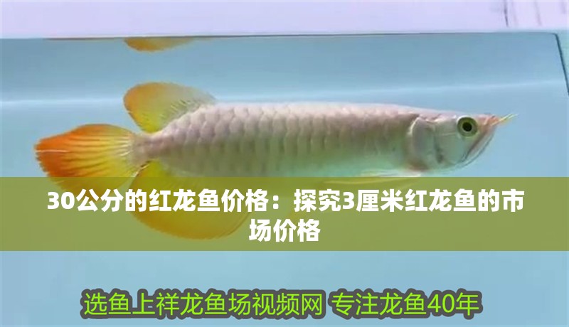 30公分的紅龍魚價格：探究3厘米紅龍魚的市場價格