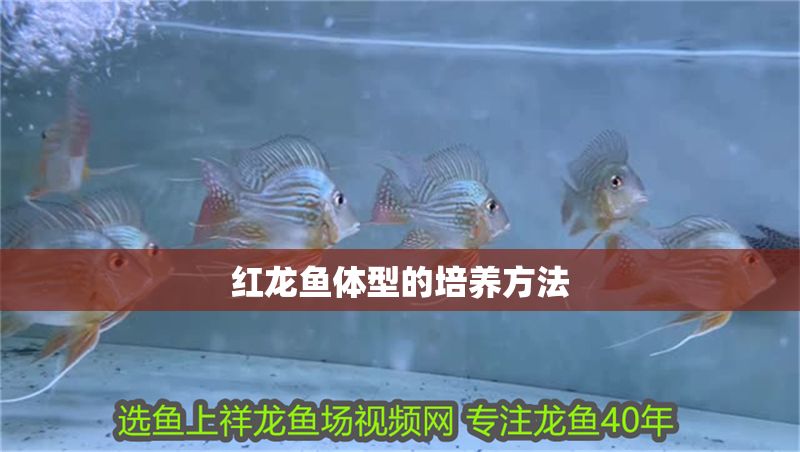 紅龍魚體型的培養(yǎng)方法