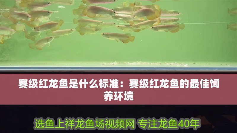賽級紅龍魚是什么標準：賽級紅龍魚的最佳飼養環境