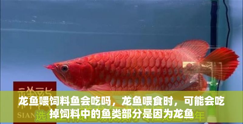 龍魚喂飼料魚會吃嗎，龍魚喂食時，可能會吃掉飼料中的魚類部分是因為龍魚 龍魚喂飼料魚會吃嗎，龍魚喂食時，可能會吃掉飼料中的魚類部分是因為龍魚 龍魚百科 第2張