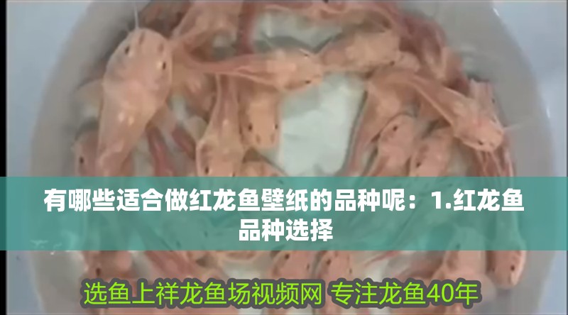 有哪些適合做紅龍魚壁紙的品種呢：1.紅龍魚品種選擇