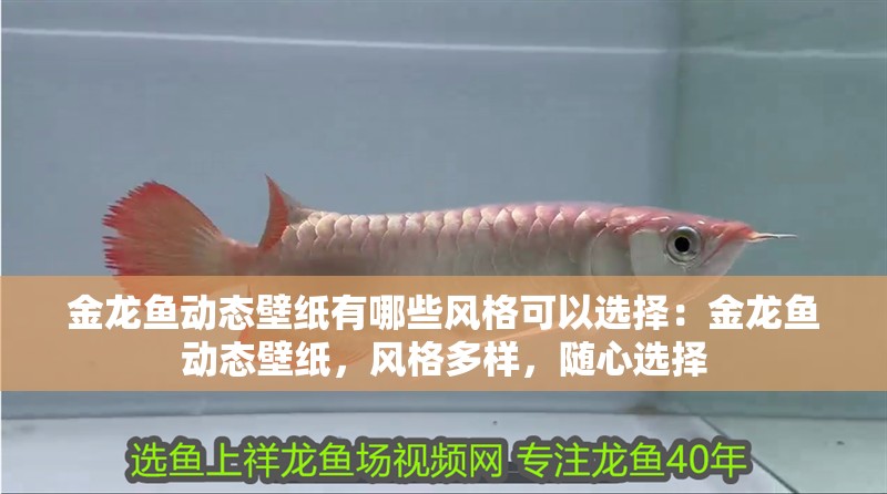 金龍魚動態壁紙有哪些風格可以選擇：金龍魚動態壁紙，風格多樣，隨心選擇