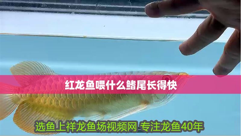 紅龍魚喂什么鰭尾長得快