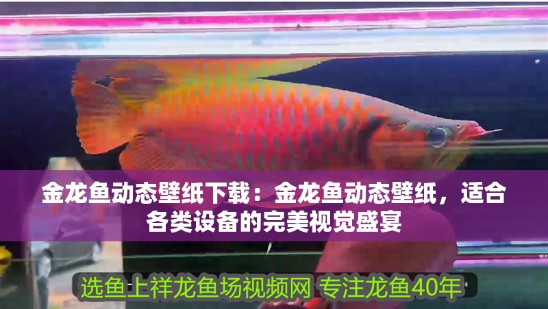 金龍魚動(dòng)態(tài)壁紙下載：金龍魚動(dòng)態(tài)壁紙，適合各類設(shè)備的完美視覺(jué)盛宴