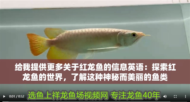 給我提供更多關于紅龍魚的信息英語：探索紅龍魚的世界，了解這種神秘而美麗的魚類