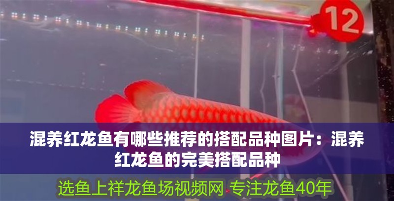 混養紅龍魚有哪些推薦的搭配品種圖片：混養紅龍魚的完美搭配品種