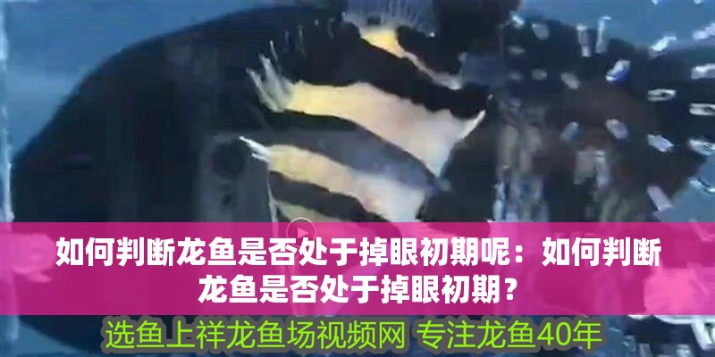 如何判斷龍魚是否處于掉眼初期呢：如何判斷龍魚是否處于掉眼初期？ 如何判斷龍魚是否處于掉眼初期呢：如何判斷龍魚是否處于掉眼初期？ 水族問答