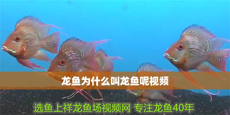 龍魚為什么叫龍魚呢視頻