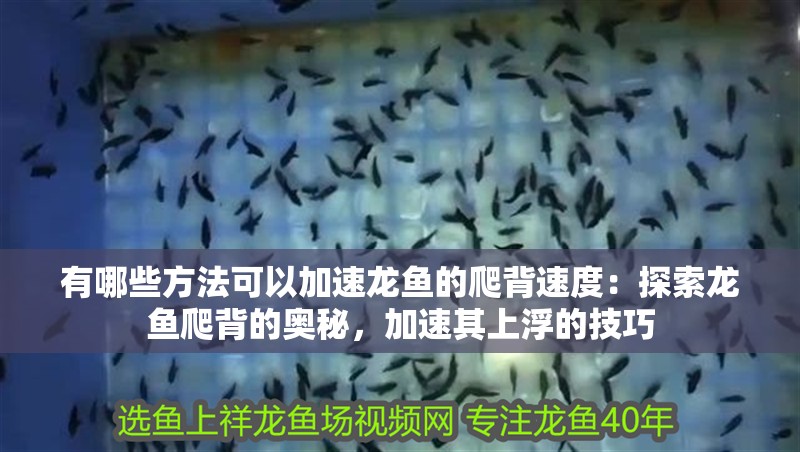 有哪些方法可以加速龍魚的爬背速度：探索龍魚爬背的奧秘，加速其上浮的技巧